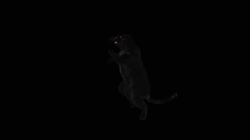 Animated Black Panther Standing on Hind Legs
