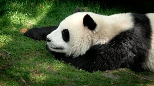 Giant Panda Lying on Green Grass