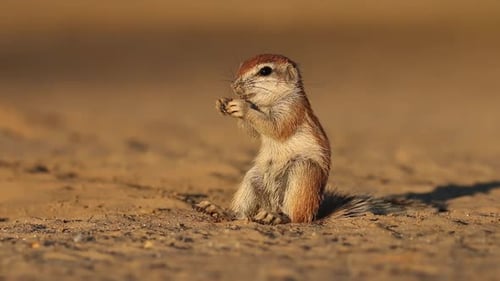 Feeding Ground Squirrel