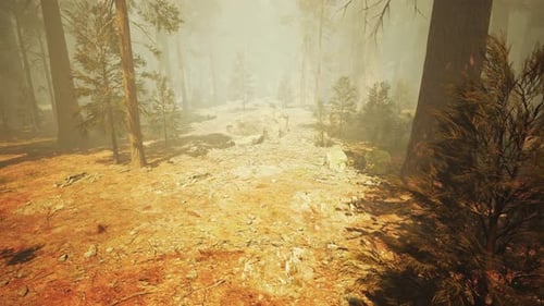 Loop Giant Sequoia Trees at Summertime in Sequoia National Park, California