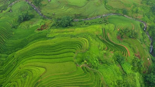 Aerial top view of paddy rice terraces, green agricultural fields