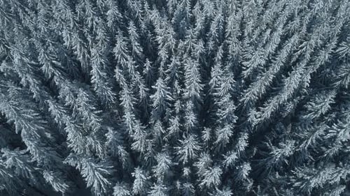 Winter Season Spruce and Pine Trees Covered with Snow. Aerial Top Down Flyover Shot of Winter Forest