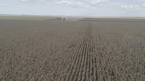 Vast crop field of corn aerial shot approaching machines