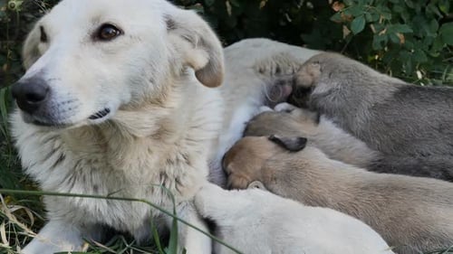 Viele Welpen saugen Milch von einer liegenden weißen Hündin