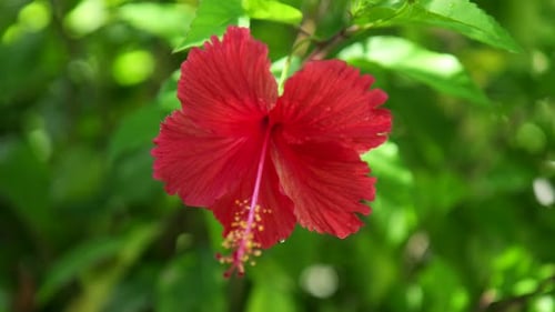 Rote tropische Hibiskusblume.