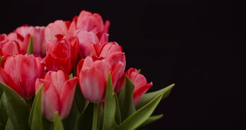 Beautiful Bouquet of Red Tulips