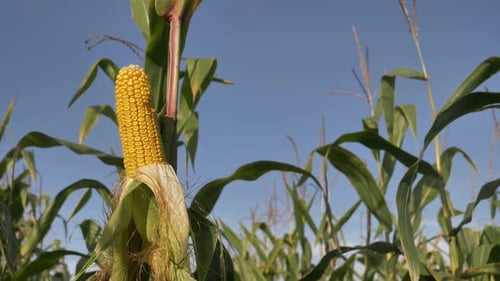 Closeup view on ready yellow corn on a field.