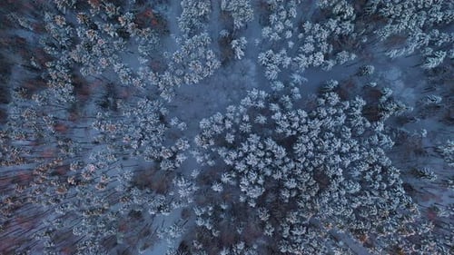 AERIAL: Flying Forward with the Camera Facing Down on a Beautiful Blue Snowy Winter Forest