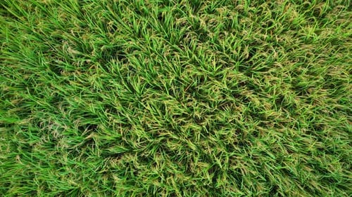 4K Aerial view of agriculture in rice fields for cultivation.