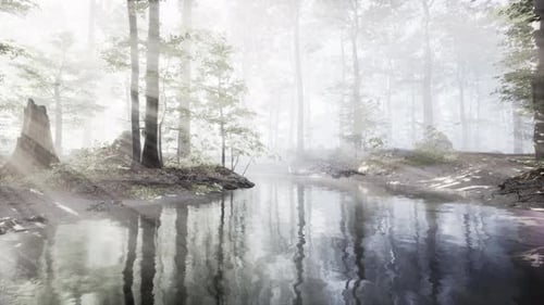 Dark Pond in Mysterious Forest