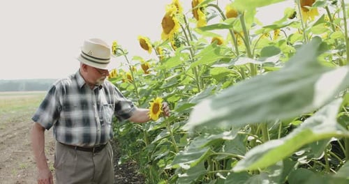 Senior Man Inspecting Sunflowers in Rural Field