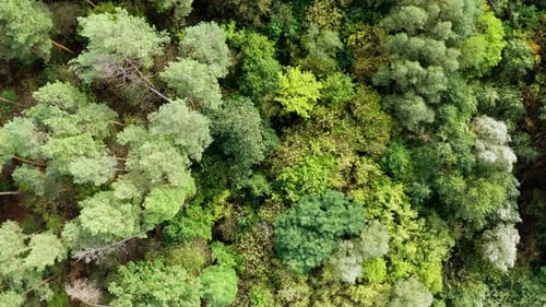 Mixed trees in the forest