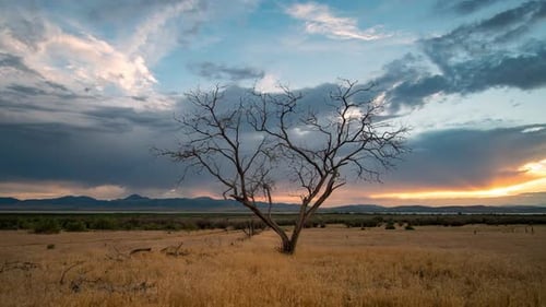 Colorful sunset time lapse viewing single treen in golden grassy field