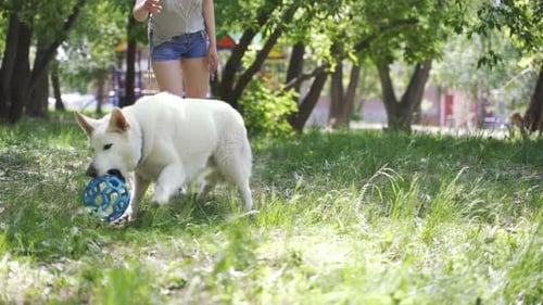 Dog Carries Ball Through a Sunny Urban Park