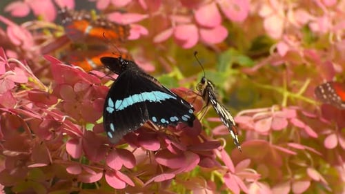 Schmetterling
