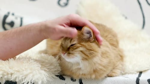Ginger Cat Being Petted by Human Hand Indoors