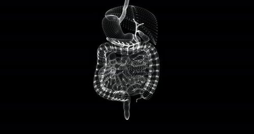Futuristic Human Digestive System Anatomy Scan Loop