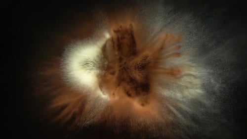 Abstract Powder Explosion of Tan and Off-White