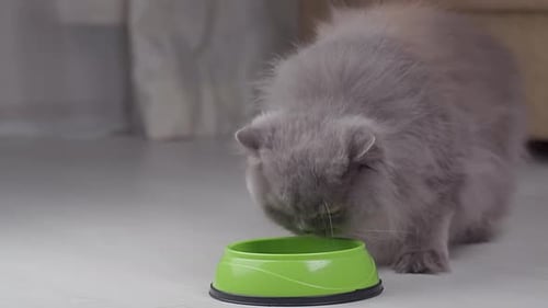 Fluffy Gray Cat Eating from Green Bowl