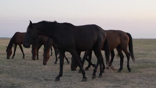Wild Horses 11