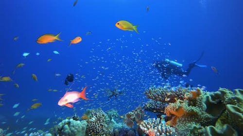 Vibrant Coral Reef Fish Underwater with Diver