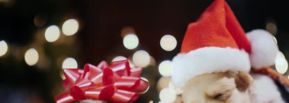 Gift for a Little Puppy Baby for Christmas