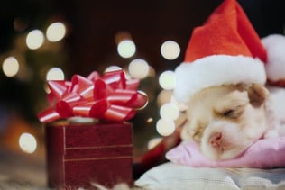 Gift for a Little Puppy Baby for Christmas