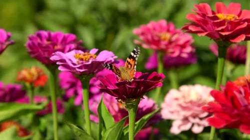 Butterfly on Vibrant Flower in Sunny Garden