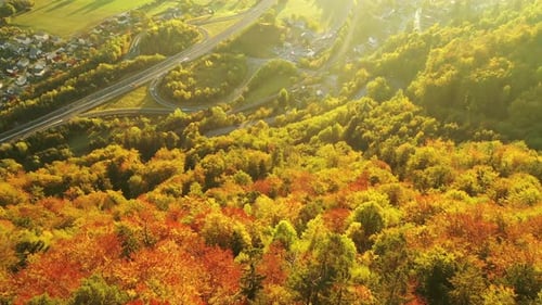 Autumn Forest