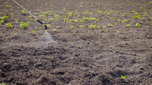 Treat the Garden with Poison Herbicide From Weeds and Pests