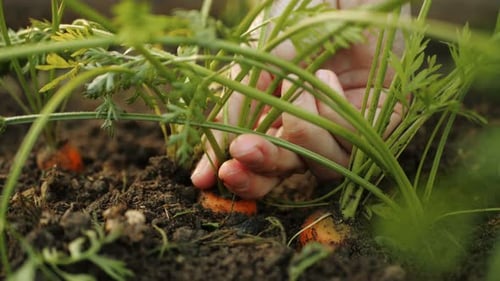 Carrots Pulled Out of the Ground