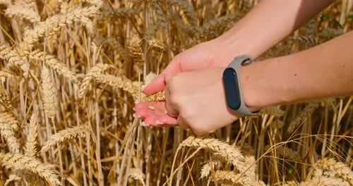 Human Hands in Wheat Field Holds Grains
