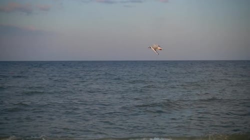 Flight of seagulls over the sea. Slow motion.