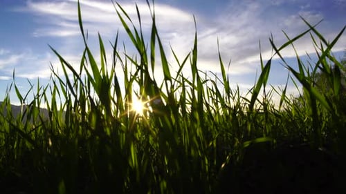 Golden Sunlight Through Green Field Grass at Sunrise