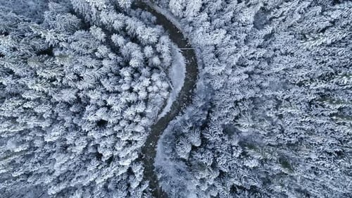 Country road passing through pine forest during winter 4k