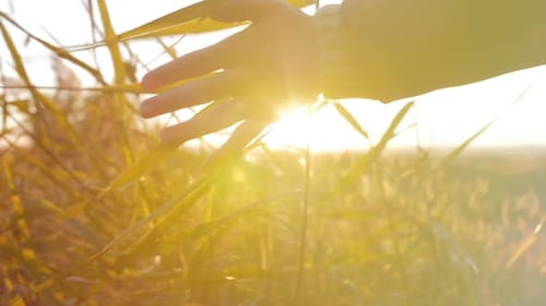 Female Farmer Hand Touching Touching Grass, Wheat, Corn Agriculture on the Field Against a Beautiful