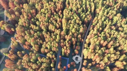 Autumn forest