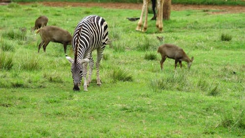 zebra grazing on a green grass