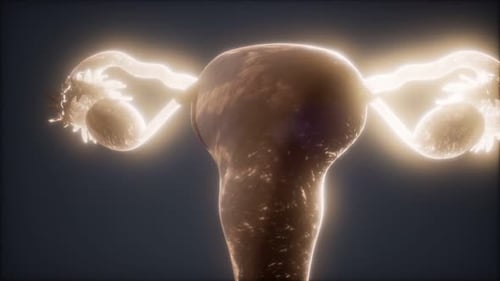 Luminous 3D Scan of Female Reproductive System