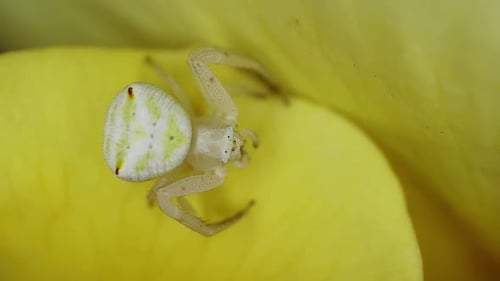 Araignée crabe en fleur sur un pétale de rose