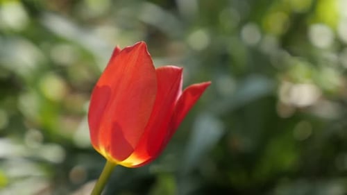 Red tulip lily plant close-up slow motion 1920X1080 HD footage - Flower bulbs of Tulipa gesneriana