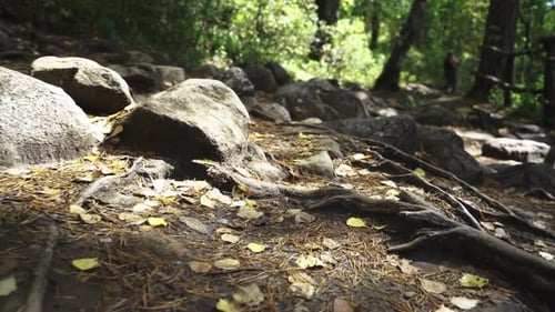 camera movement along a forest path
