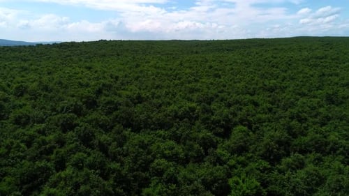 Aerial View Forest