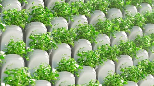 Green wall.Hydroponic in the greenhouse. Herb plantation with watering system.