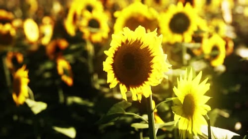 Sunflower Field During the Sunset