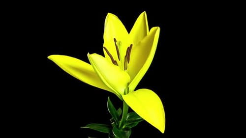 Time Lapse Lily Flower Opening