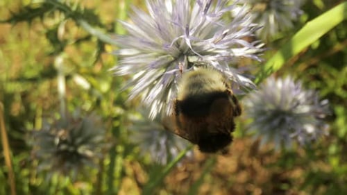 Bee Pollinating Purple Thistle Flower Close Up