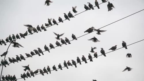 Birds on Power Lines Flying