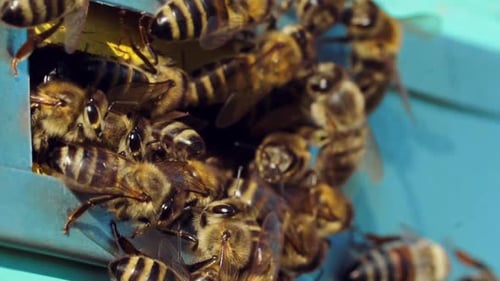 Farm honey production. Close up view of entranceof beehive with bees