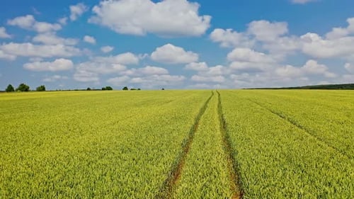 Drone fly over the field in spring